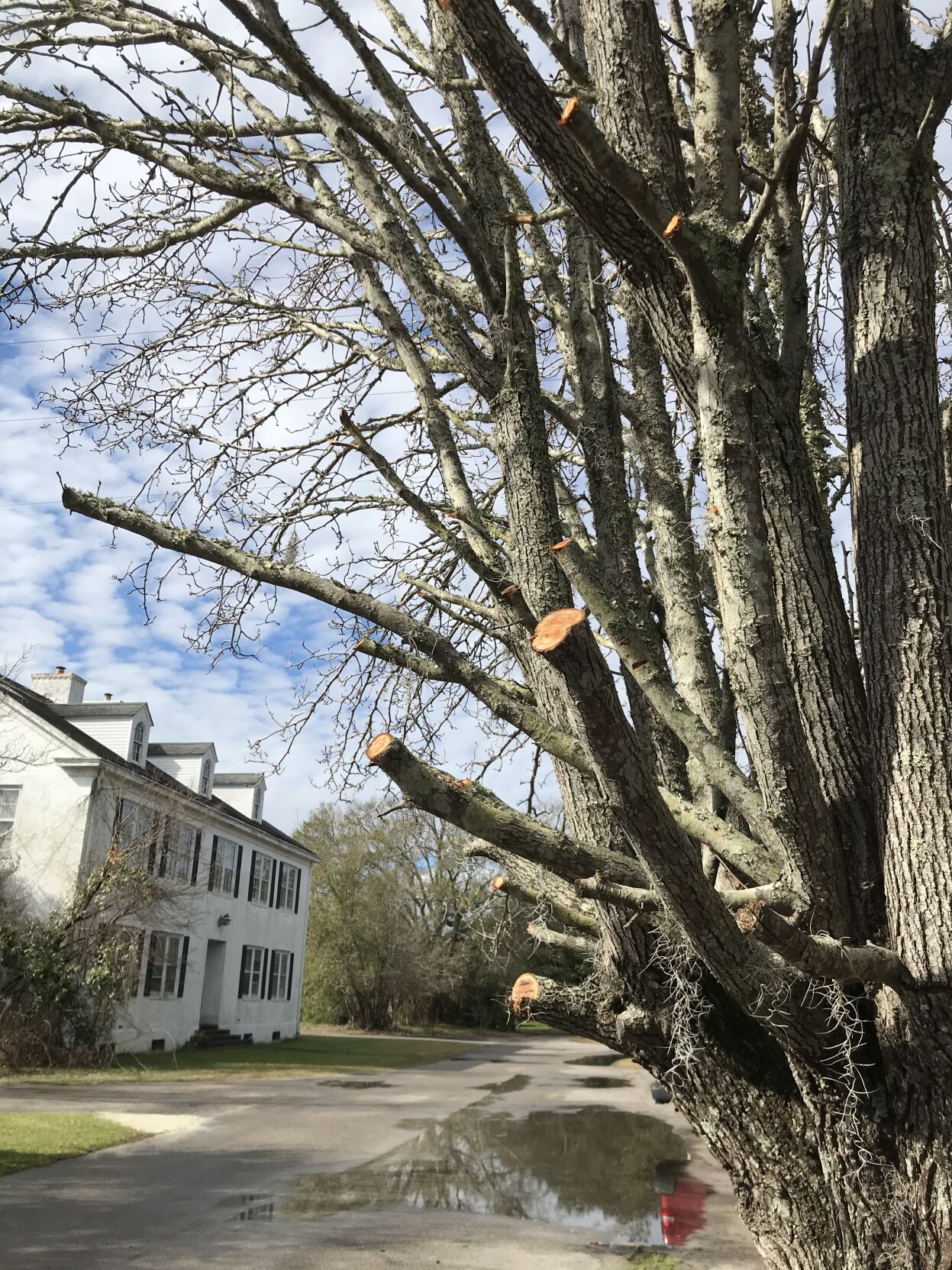 Bradford Pear Bad Pruning 3